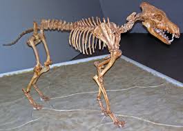 The ice age horse (equus), camel (camelus), and deer (cervidae) the ice age horse, equus sp., is represented by isolated teeth from several localities in north dakota. Dire Wolf Wikipedia