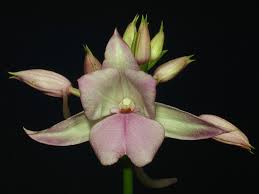 Image result for Calanthe sylvatica