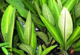 Rajah 1 antara yang berikut, yang manakah sebab haiwan itu diancam kepupusan ? Kacip Fatimah Kaufen Biohain Shop Fur Heilende Naturprodukte