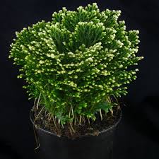 Image result for Selaginella mittenii
