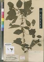 Image result for Acalypha psilostachya