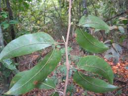 Image result for Hymenaea courbaril