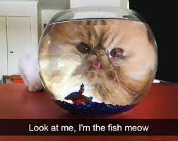 Funniest 40 Cats On Facebook Funny Cat Funny Cat Memes Funny Cute Cats Funny Animals