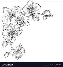 Beautiful Monochrome With Royalty Free Vector Image Orchid Flower Tattoos Orchid Drawing Flower Line Drawings