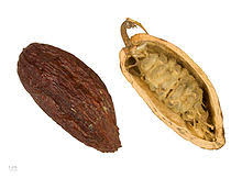 Sep 22, 2017 · pokok koko menghasilkan buah yang bijinya diambil untuk dibuat coklat dan minuman koko. Koko Wikipedia Bahasa Melayu Ensiklopedia Bebas