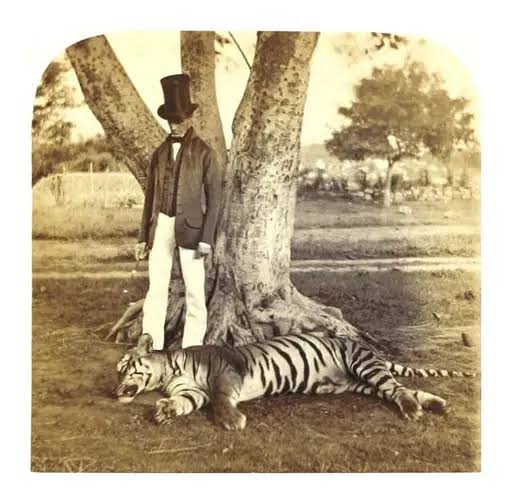 1876 1877 1878 1879 Tiger hunting sport in British India,… — PICRYL - Public Domain Media Search Engine
