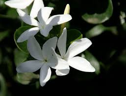 Jasmin Piazza Dante Catania Jasmine Jasminum Catania Dante Trip