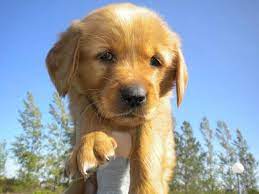Adopt a golden retriever puppy today! Golden Retriever Pups For Sale In Selkirk Manitoba Nice Pets Online