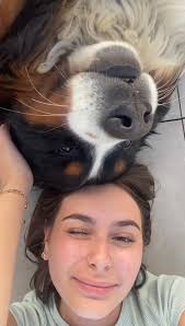 Pet sitter needed for 2 Springer Spaniels May 30th