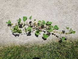 What's worse, weeds aren't the only plants that can be invasive. Mile A Minute Weed Facts And How To Control Growit Buildit
