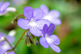 Image result for Streptocarpus saxorum