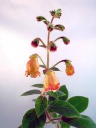 Image result for Microcoelia koehleri