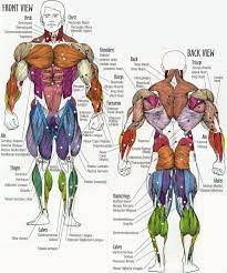 Bodyweight exercises always recruit more than one muscle group for each exercise so it is impossible to isolate and work one muscle group specifically by doing one type of exercise. Muscle Groups Excercises List Human Anatomy Chart Muscle Anatomy Anatomy