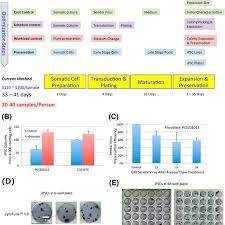 Sendai Viral Reprogramming In Small Scale A Flow Chart For