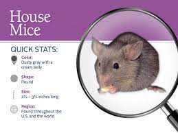 In some instances, females are already able to conceive at four weeks, but it usually isn't until they are between six and eight weeks that they begin ovulating. What Are House Mice House Mice Identification Control