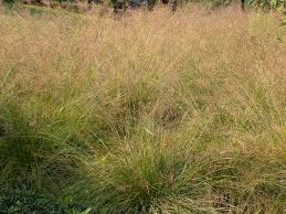 Image result for Sporobolus