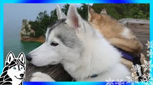 Check spelling or type a new query. Husky Loves Fish Taco Barkbox Unboxing With The Snow Dogs Youtube