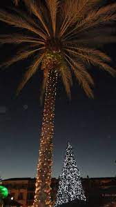 Christmas Tree With Palm Tree In Florida Florida Christmas Christmas Palm Tree Tropical Christmas