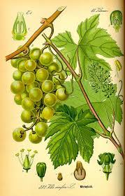 Beyond Olive Oil Grapeseed Or Grape Seed Oil Is Healthy For Frying Foods Vintage Botanical Prints Botanical Drawings Grapes