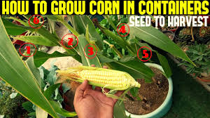 Check spelling or type a new query. How To Grow Corn In Containers With Full Updates Youtube