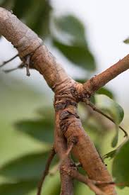 Image result for Dialium englerianum