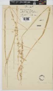 Image result for Megaloprotachne albescens