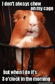 Pin On Guinea Piggery