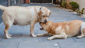 Find wall art for anything you're into from abstract art, to movie posters, to nature art, and more with over 700,000 pieces available from real artists. Mydogdata