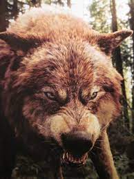 Wolf Twilight Wolf Twilight Wolf Pack Jacob Black Twilight
