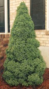 The dwarf alberta spruce is a conifer with a pyramidal growth habit and dense evergreen needle foliage that is soft to the touch. Jardin Jasmin Picea Glauc Conica