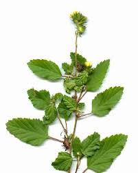 Image result for Sida urens