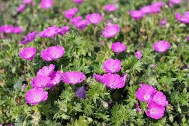 Image result for Geranium sanguineum Max Frei