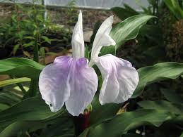 About heaven scent flowers & gifts: Browse All Plants