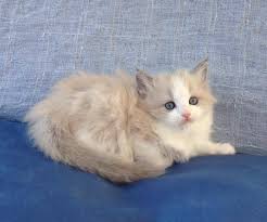 Black And White Ragdoll Cat For Sale Lilac Mink Ragdoll Kittens For Sale In Texas Ragdoll Kitten Ragdoll Kittens For Sale Kitten For Sale