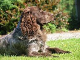 Image result for německý křepelák postava