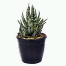 Zebra plant succulent (haworthia) is a charming and delightful little succulent. Zebra Haworthia Succulent Plant Buy Online Trivandrumgardentech Com