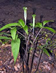 福星花園 線花天南星 plants