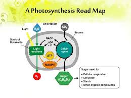 Photosynthesis In 2020 Photosynthesis Chemical Energy Light Reaction