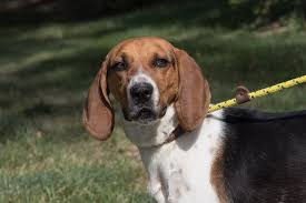 Cincinnati hotels with free parking. Pets For Adoption At Three Sisters Pet Rescue Ohio Hound Rescue In Cincinnati Oh Petfinder