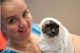 What king of grooming do Siberian cats and kittens need?