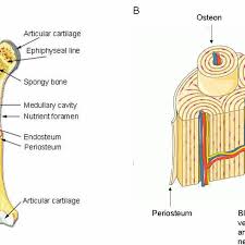 A diagram of the anatomy of a bone, showing the compact bone. Compact Bone Definition Dictionary