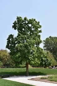 Image result for Catalpa