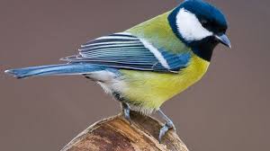 Image result for Kohlmeise vogelhouse