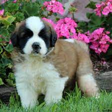 Aww What A Fluff Ball The Puppies Are So Cute They Re So Fluffy They Re So Clumsy Too The Waddle Around St Bernard Puppy St Berdoodle Dog Breeds Pictures