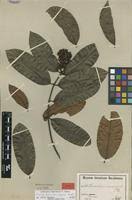 Image result for Landolphia landolphioides