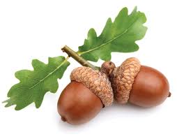 Are Acorns Poisonous To Horses Expert How To For English
