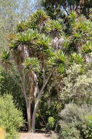 Image result for Osyridicarpos schimperianus