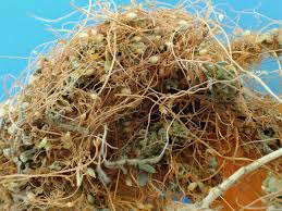 Image result for Cuscuta