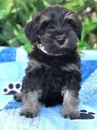 We did not find results for: Black And Silver Miniature Schnauzer Puppies For Sale