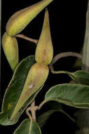 Image result for Tacazzea